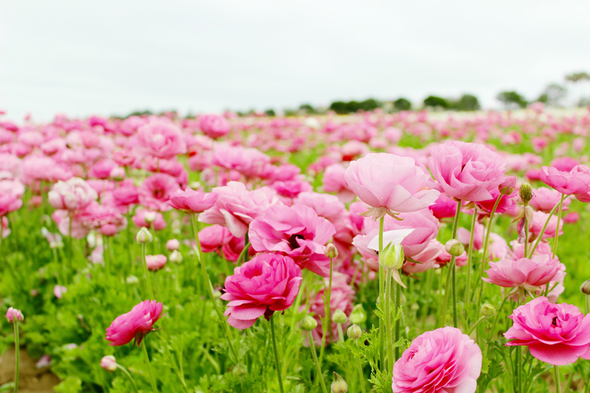 flowerfields3